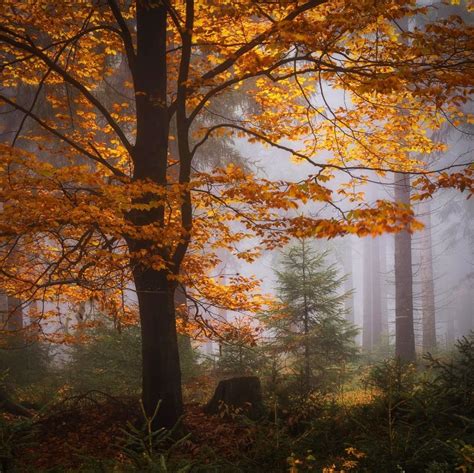 🇩🇪 Autumn Forest Thuringia Germany By Heiko Gerlicher