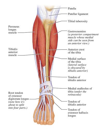 Muscles In The Anterior Compartment Of The Leg Flashcards Quizlet