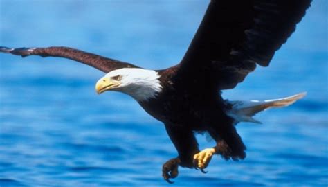 What Adaptations Allow Bald Eagles To Survive Animals