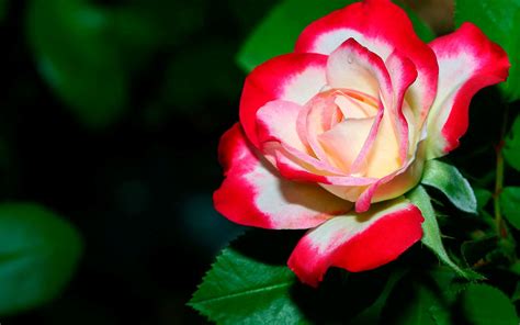 Here you can find the best flower wallpapers uploaded by our community. flower wallpaper 7