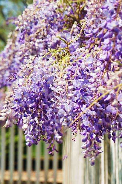 218 Best Wisteria Way Images On Pinterest Wisteria Beautiful Gardens
