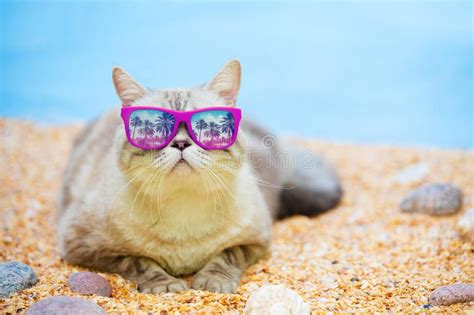 Cat Relaxing On The Beach Stock Image Image Of Faces