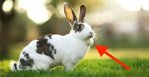 What The Lump Under Your Rabbits Skin Indicate Here Bunny