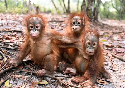 Baby Orangutans Play Up To The Camera At Borneo Island Rescue Centre