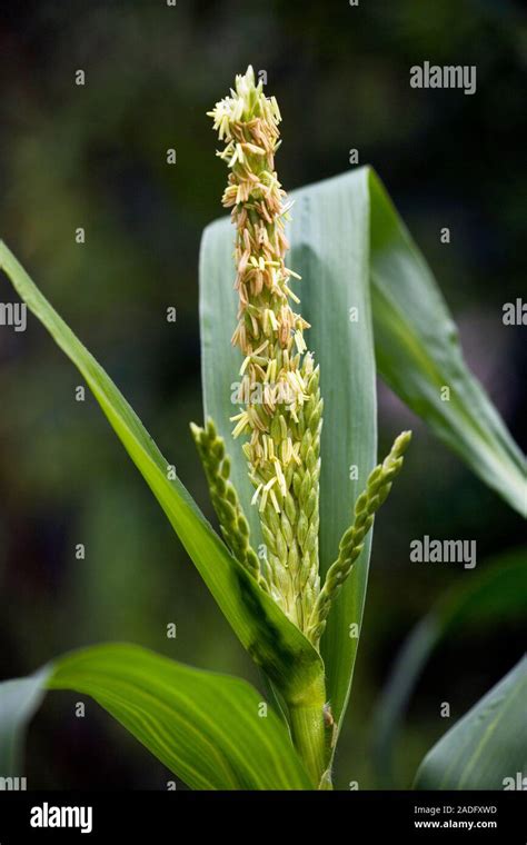 Maize Flower Male Flower Of A Maize Plant Zea Mays Known As A