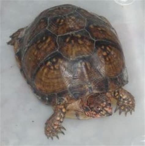 Gopher Tortoises In Louisiana Hubpages