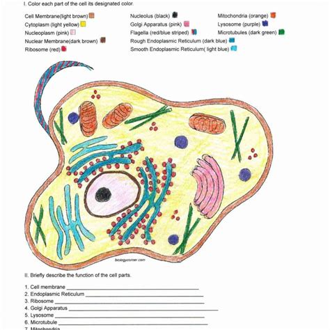 Color a typical animal cell according to the directions to learn the main structures and organelles found in the cell. Plant Cell Coloring Key 5 1024x1024 With Plant Cell ...