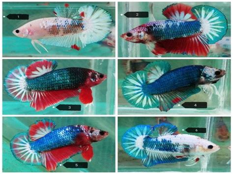 Banyak lagi ikan laga yang tidak tersenarai. 50 Gambar Ikan Laga dari Cupang Kampung Terbesar Termahal