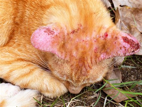 Ringworm Cat Neck