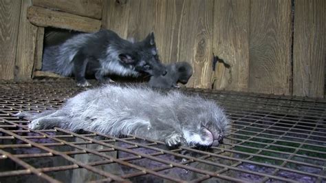 the cruel reality of fox fur farming youtube