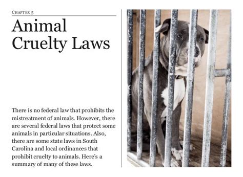 David Stein Attorney Animal Cruelty Attorney