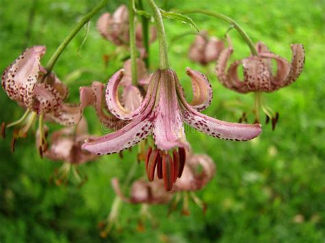 Ukrainian Carpathian Mountains Flower Lily Stock Photo Image Of