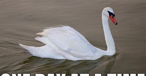 Serenity Swan Meme On Imgur