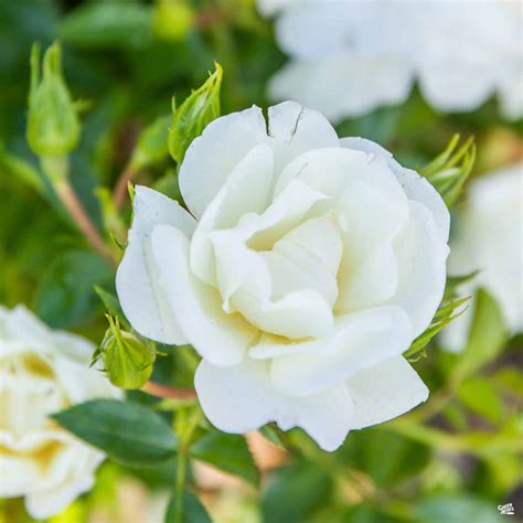 Flower Carpet White Rose — Green Acres Nursery And Supply