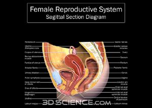 Zygote body is a free online 3d anatomy atlas. Other Organs, with Functions - Reproductive System Information