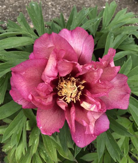 Intersectional Peony Paeonia Hillary In The Peonies Database