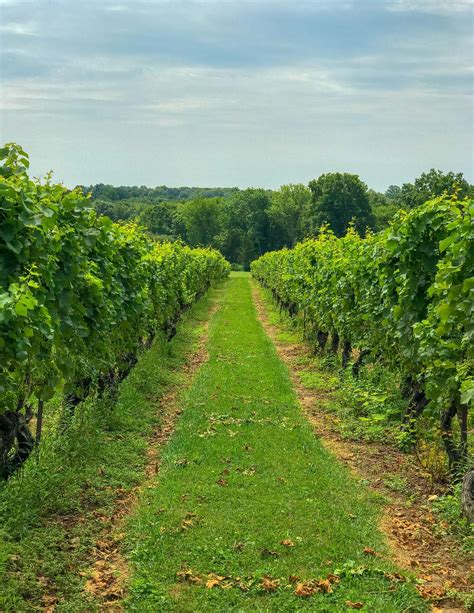 Stonington Vineyards The Connecticut Wine Trail Shorelines Illustrated