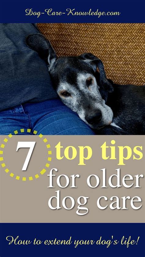 Older Dog Care 7 Top Tips On How To Extend Your Dogs Life Senior