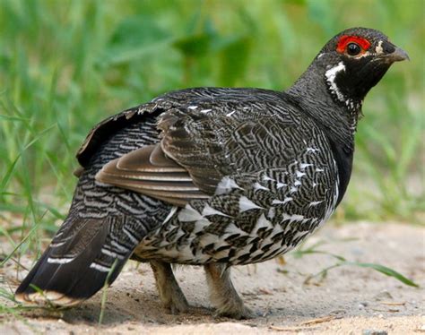 Spruce Grouse Coniferous Forest