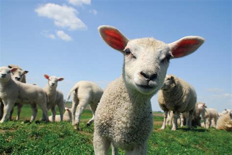 Learn About Sheep And How They Are Farmed Compassion In