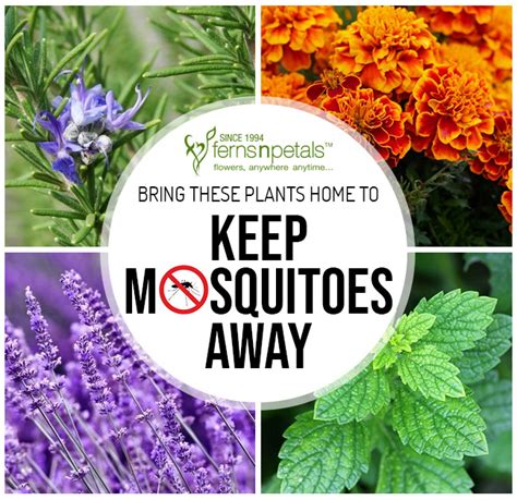 Keep These Plants In Your Home To Keep Mosquitoes Away