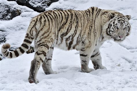 Hd White Tiger Wild Cat Snow Winter High Resolution Wallpaper
