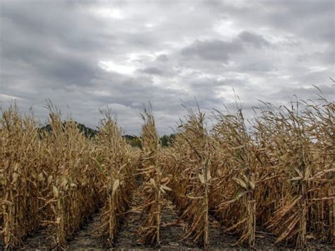 Iowa Scientists Drought A Sign Of Climate Change