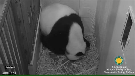 Giant Panda Mei Xiang Giving Birth To Cub August 22 2015 Youtube