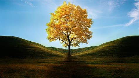 Tree Wallpapers Best Wallpapers