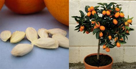 How Do I Grow An Orange Tree From Seed