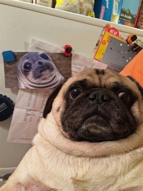 12 Reasons Why Pugs Are The Most Majestic Creatures On Earth