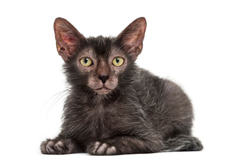 The Lykoi Cat Breed All About The Werewolf Cats