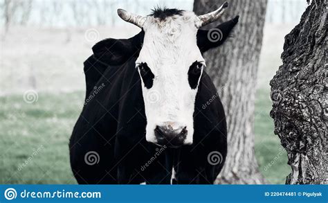 Scary Evil Cow Grazes On A Green Lawn Stock Image Image Of Grass