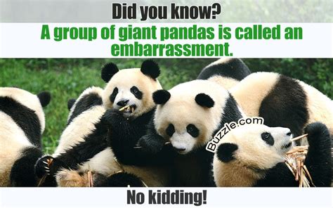 Facts About The Cute Cuddly But Sadly Endangered Giant Pandas