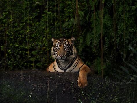 Enjoy The Day By Prabu Dennaga 500px Tiger Photography Sumatran