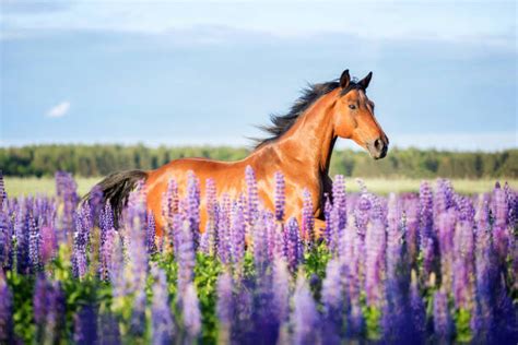Horse With Flowers Stock Photos Pictures And Royalty Free Images Istock