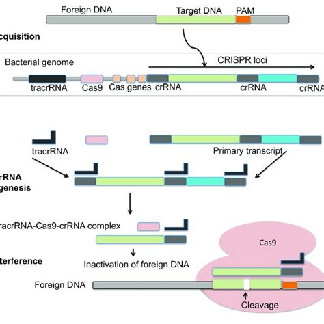 Simplified Flow Chart Representing Crispr Cas Mediated Plant Genome