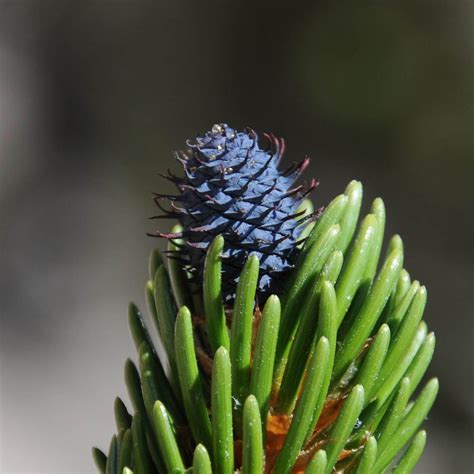 Bristlecone Pine Bristlecone Pine Pine Bonsai Pine