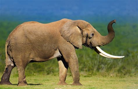 Elephant With Large Tusks Stock Photo Image Of Ivory 25751108