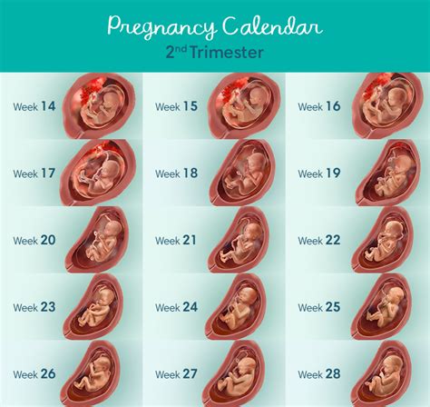 Second Trimester Pregnancy What To Expect Baby Development