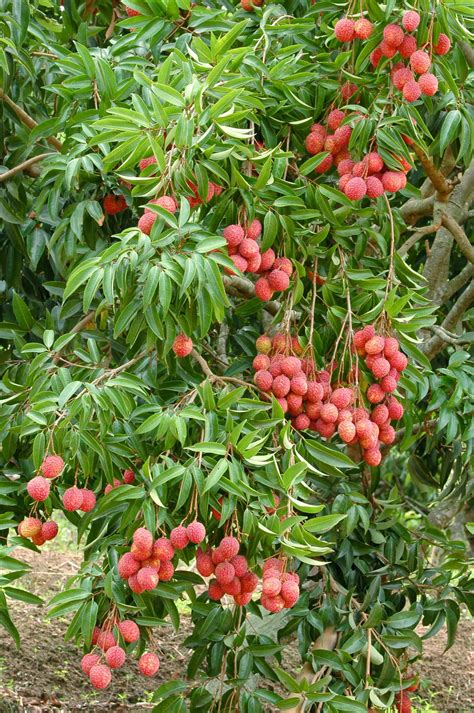 Lychee Tree Mauritius Variety Air Layered