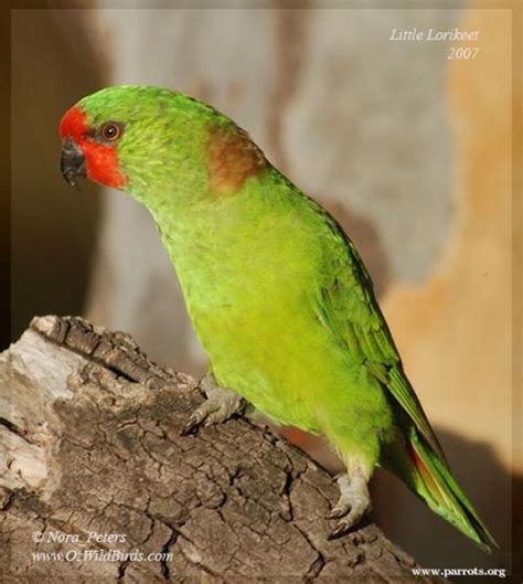Parrot Encyclopedia Little Lorikeet World Parrot Trust