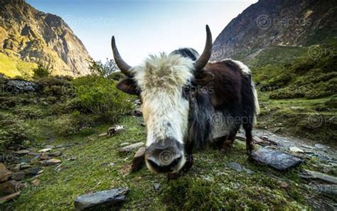 Himalayan Wildlife Yak Stock Images Of Nepal