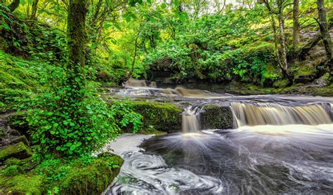 Forest Stream And Cascading Waterfalls Hd Wallpaper Background Image