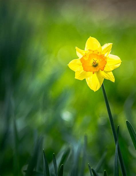Happy Belated Easter Wishes Easter Wishes Daffodils Perennial Plants