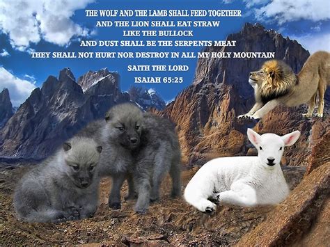 The Wolf And The Lamb Shall Feed Together Isaiah 6525biblical