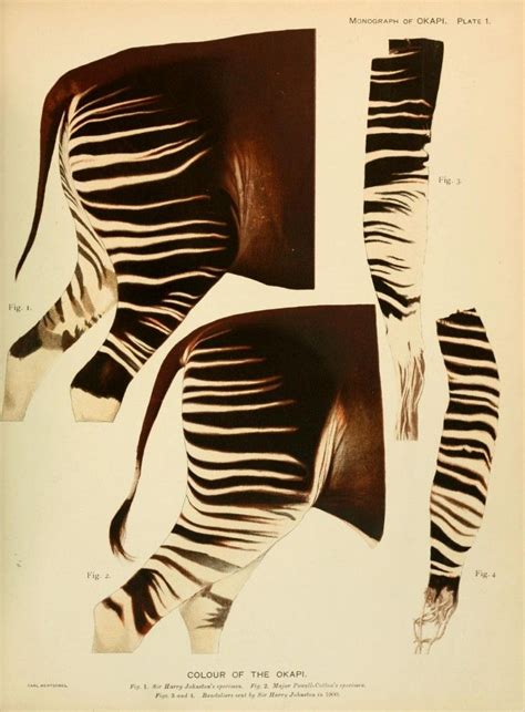 Vintage Animal Prints Vintageprintable Scientific Illustration
