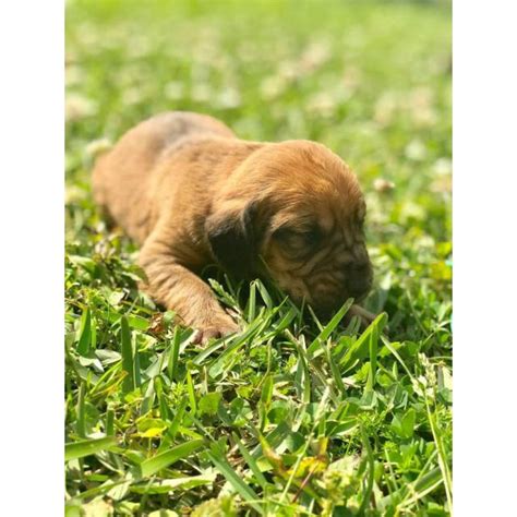 Our goal is to provide healthy pet quality puppies. Bloodhound Puppies with NKC Reg in Gainesville, Florida - Puppies for Sale Near Me