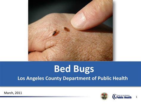 Ppt Bed Bugs Los Angeles County Department Of Public Health