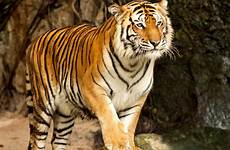 tiger bengal zoo royal zoos portrait brookfield animals admission place anek suwannaphoom characteristics eblogfa comment leave visited wallpaper please if